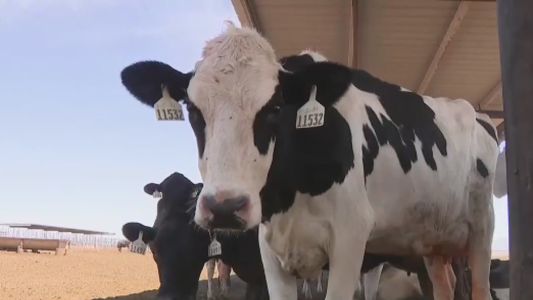 Bird flu linked to dairy farm